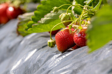 Ripe red strawberry berry in the garden. Strawberry bushes with ripe berries.