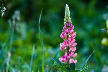 Beautiful single bright lupin in the garden.