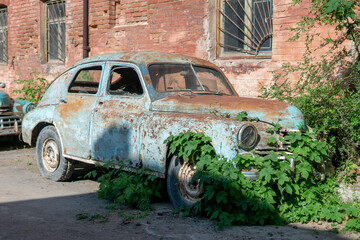 Old rusty and abandoned retro car covered by green plants, outside