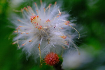 Dandelion flower, Flower closeup, Half-blown dandelion flower (Taraxacum) in the yard of the house, photographed using a macro lens, Bandung - Indonesia