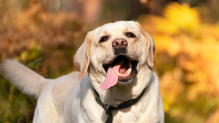 White cheerful dog labrador in the forest. close-up portrait in autumn