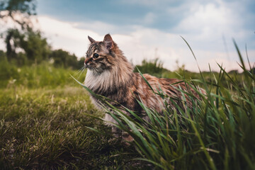 Siberian cat for a walk in the green grass.