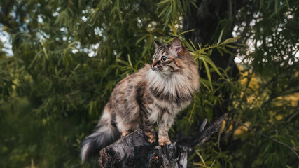 Siberian fluffy cat on a tree walk.