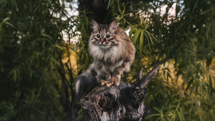Naklejka na ściany i meble Siberian fluffy cat on a tree walk.