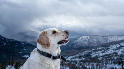 cream labrador retriever dog in winter the first snow