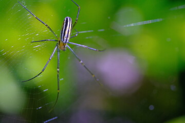 Wild Spider, Animal closeup, Golden orb-web spider (Nephila pilipes) walking through a spider web in a garden, photographed using a macro lens, Bandung - Indonesia. Macro