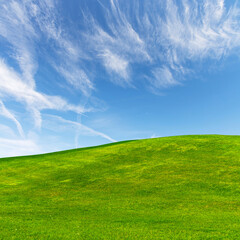 Landscape with green grass field under a blue sky