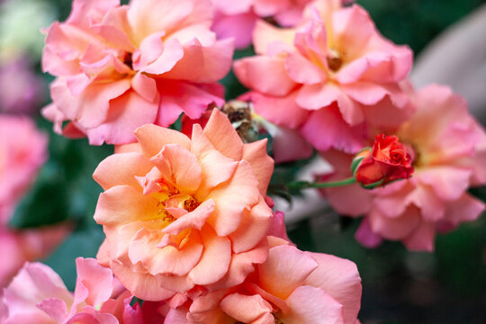 Floribunda rose. Rosa Coral Lions Rose. A beautiful orange and pink floribunda rose.