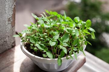 green basil grow in pot on the balcony. Growing healthy vitamin greens at home.