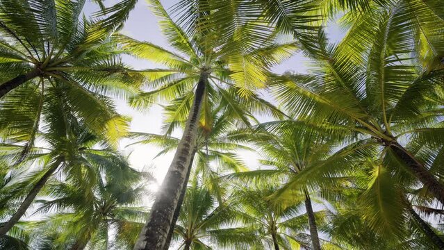 Coconut trees on sky background. Low angle view palm trees grove dolly shot POV Passing under sunny 