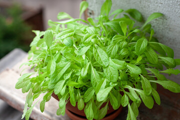 green salad grow in pot on the balcony. Growing healthy vitamin greens at home.