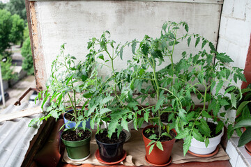 Small bush of balcony cherry tomatoes in pots. Gardening tomatoes at home.