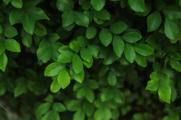 fresh green leaf background in forest