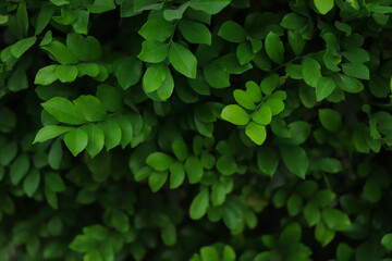 fresh green leaf background in forest