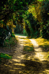 Obraz premium road in the forest