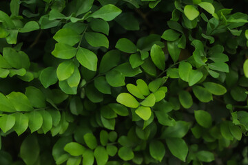 Green leaf background. sustainable background