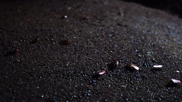 Floor of deep cave filled with moving insects, static view