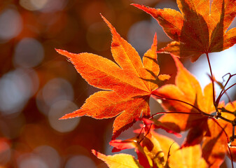 cluseup on beautiful red leaf of a japanese maple tree in sunny light - autumnal colors