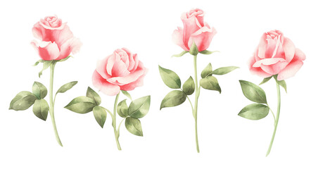 Set of  watercolor pink roses. hand drawn flowers.