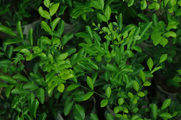 green leaf background in tropical forest