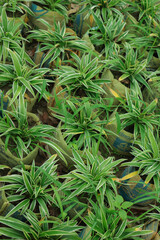 Art abstract spring background natural green leaf with rain drop after the storm at rainforest. leaves green background with rain drop. top view of green leaf in the garden. fat lay.