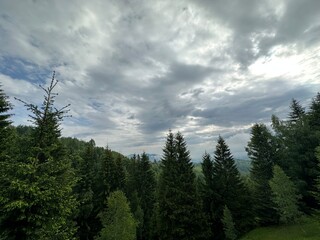 Fototapeta premium fir trees mountain landscape with cloudy sky.