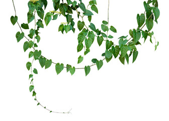 Natural hanging plant decoration for design frame isolated