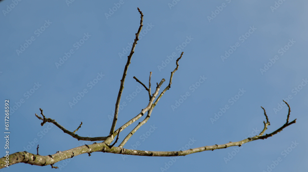 Wall mural dry branch tree with clear blue background. view from bottom. copy space, design element.