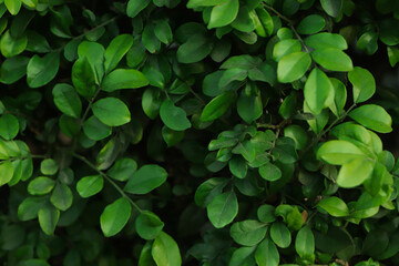 Fresh green leaf background in tropical forest