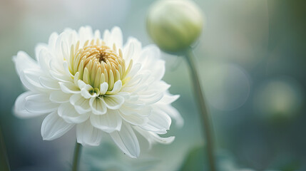 Beautiful white chrysanthemum flower in the garden.