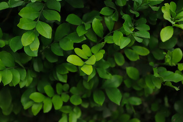 Green leaf background, Natural sustainable background