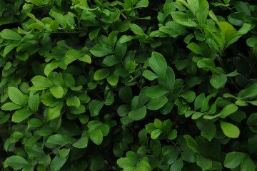 Green leaf background. sustainable natural background