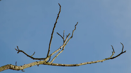 Dry branch tree with clear blue background. View from bottom. copy space, design element.