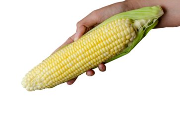 Farmer hand holding raw corn on transparent background