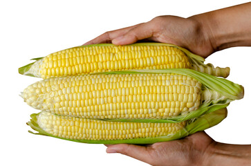 Farmer hand holding corn on transparent background, Top view