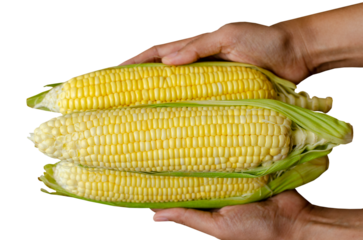 Farmer hand holding corn on transparent background, Top view