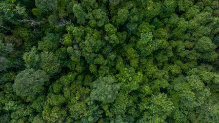 Aerial top view green forest beautiful landscape nature background, Top view tropical rainforest, Green forest tree view from above, Ecosystem and healthy environment.