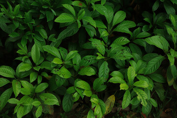 Fototapeta na wymiar Forest background of green leaf with dark green tone
