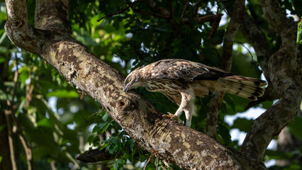 Changeable hawk-eagle (Nisaetus cirrhatus) or crested hawk-eagle
