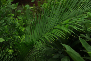 Background of green coconut leaf