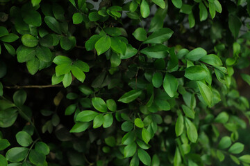 Close up tropical Green leaves texture and abstract background., Nature concept., dark tone.