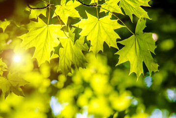 Green nature background with maple leaves
