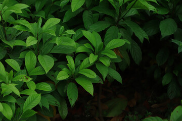 Dark green leaf background with dark tone