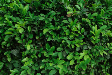 Beautiful background of fresh green leaf