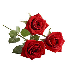 side view of red color roses isolated on white background - 1