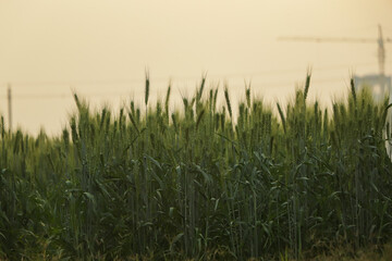 Beautiful view of young fresh wheat in the evening