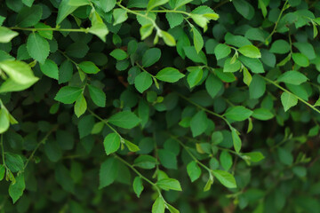 Cinematic background of green leaf