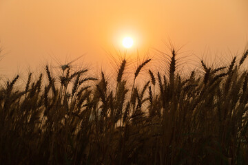 Sunset over the wheat field in asia