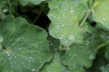 Nature's refreshing touch: vibrant green leaves adorned with glistening droplets, a pure celebration of life.