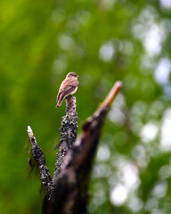 Female European pied flycatcher (Ficedula hypoleuca) sitting on a tree branch with green background